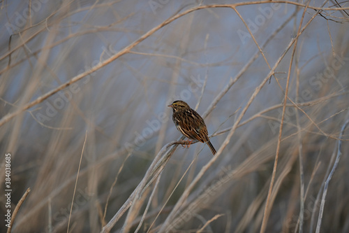 Wild Savannah Sparrow, scientific name Passerculus sandwichensis photo