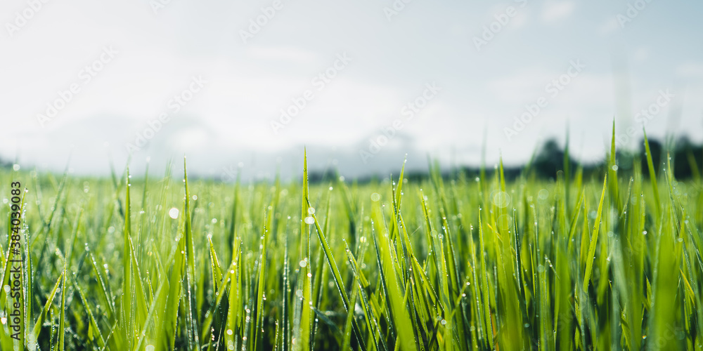 Fototapeta premium Green rice fields in the rainy season