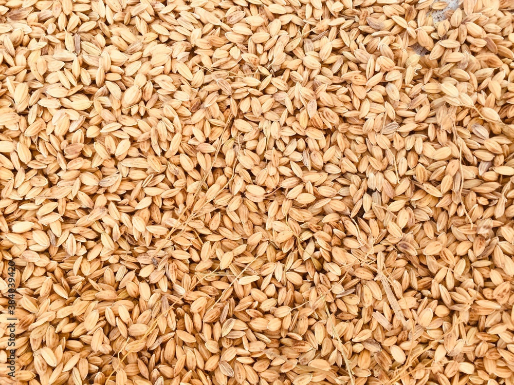 Drying of the rice grain on the road in Asia. Rice on the road after harvest. traditional process of drying rice grain in the sun Drying of the rice grain on the road in Asia. Rice on the road after harvest. traditional process of drying rice grain in the sun