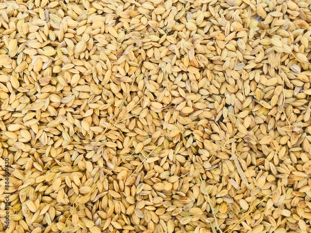 Drying of the rice grain on the road in Asia. Rice on the road after harvest. traditional process of drying rice grain in the sun Drying of the rice grain on the road in Asia. Rice on the road after harvest. traditional process of drying rice grain in the sun