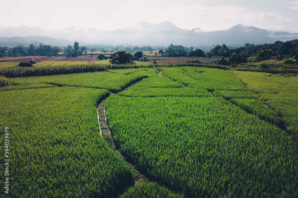 Green rice fields in the Green season