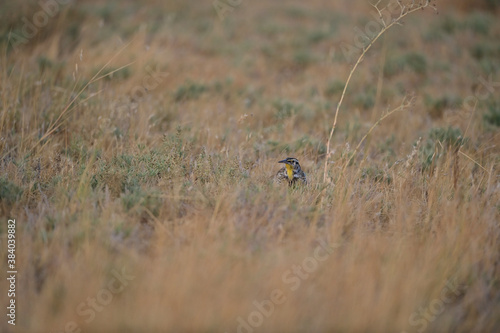 Western Meadowlark aka Sturnella neglecta