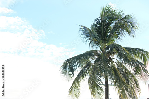 coconut tree without coconut fruit