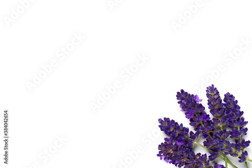 lavender flower isolated on white. lavender flowers blooms on white background.