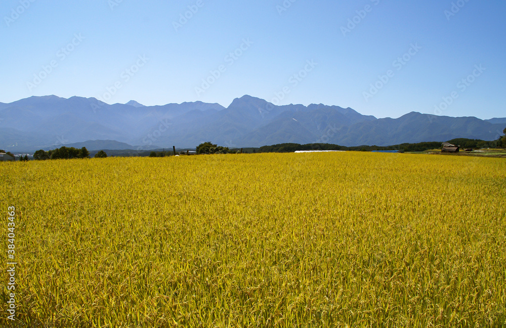 Fototapeta premium 秋の田んぼと山々
