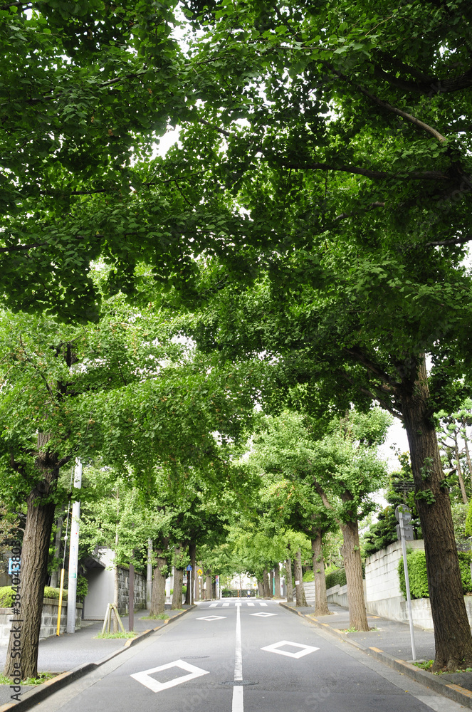 田園調布の並木道