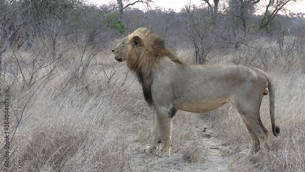 Profile of a male lion standing tall and proud against a strong wind blowing through the African wilderness. Profile of a male lion standing tall and proud against a strong wind blowing through the African wilderness.