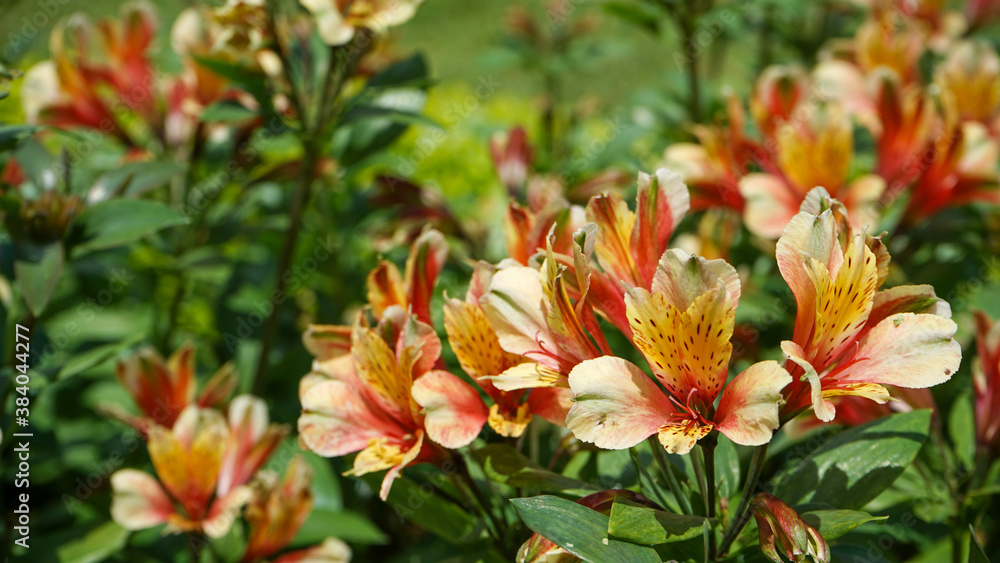 red and yellow flowers red and yellow flowers