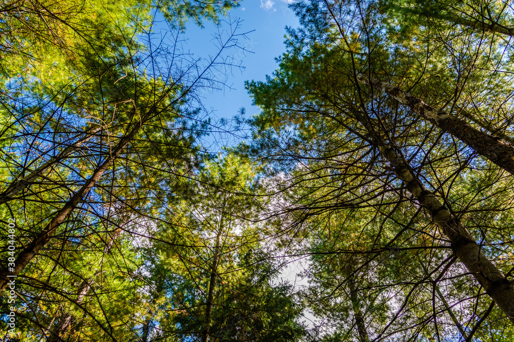 Fototapeta premium Laurentians parks and wildlife reserves