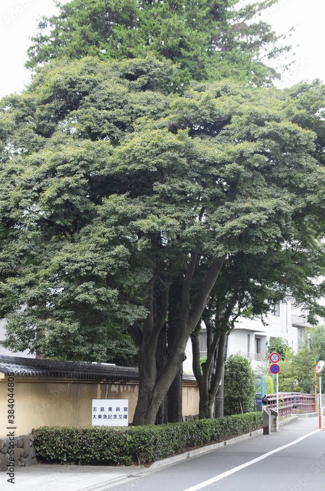 五島美術館前の樹