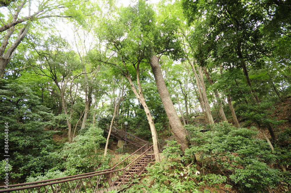 上野毛自然公園の森林 上野毛自然公園の森林