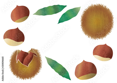 set of hand-drawn material illustration of chestnut