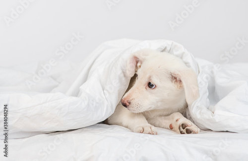 Puppy lies under warm blanket on a bed at home and looks away on empty space
