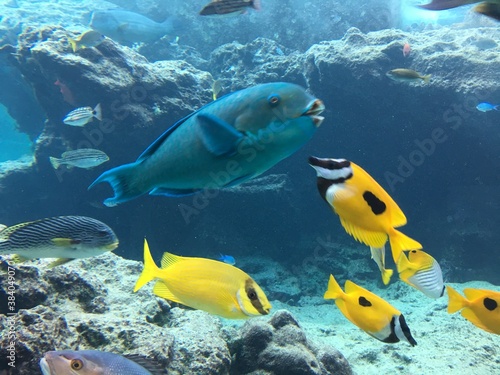 coral reef with fish