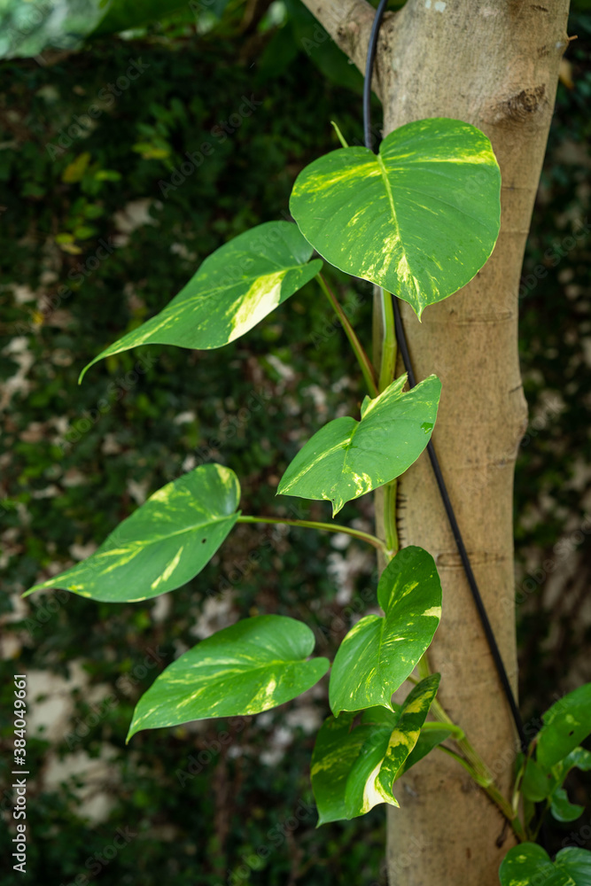 Fototapeta premium Growing Epipremnum aureum at the tree for decoration.