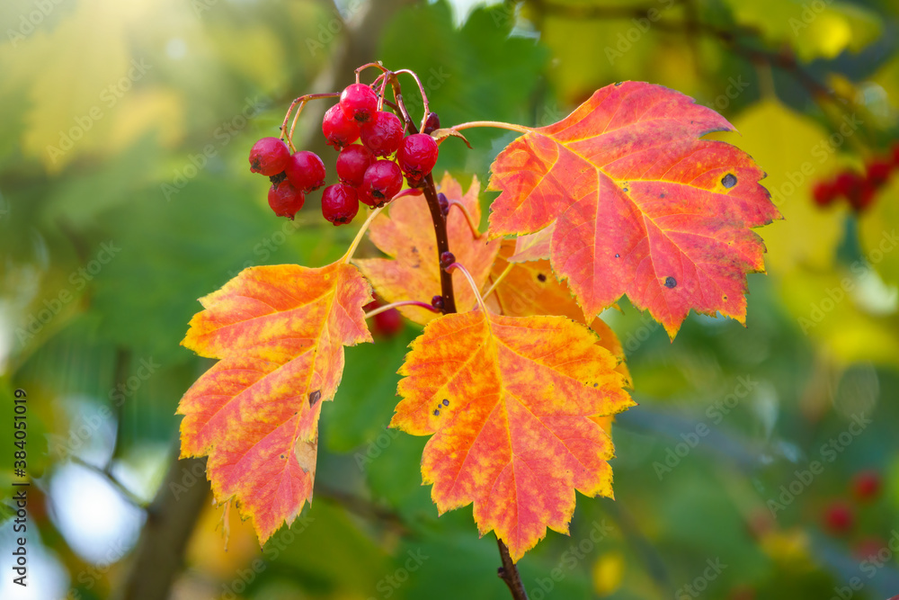 Autumn hawthorn branch with red berries and yellow green leaves on a blury background Autumn hawthorn branch with red berries and yellow green leaves on a blury background