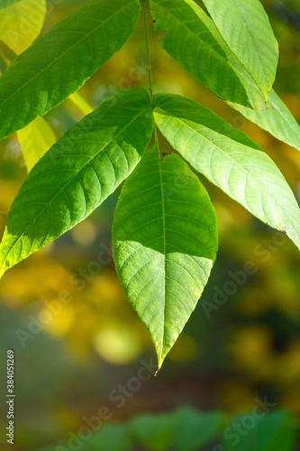 Green leaves of a bird cherry with blurred background in sunset light.