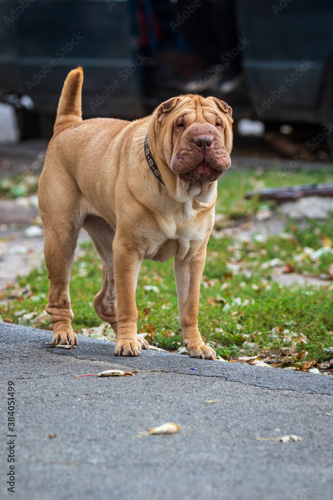 A beige Shar Pei dog is resting in a park area. A large cute pet. Blurred background. Sunny day. Close-up.