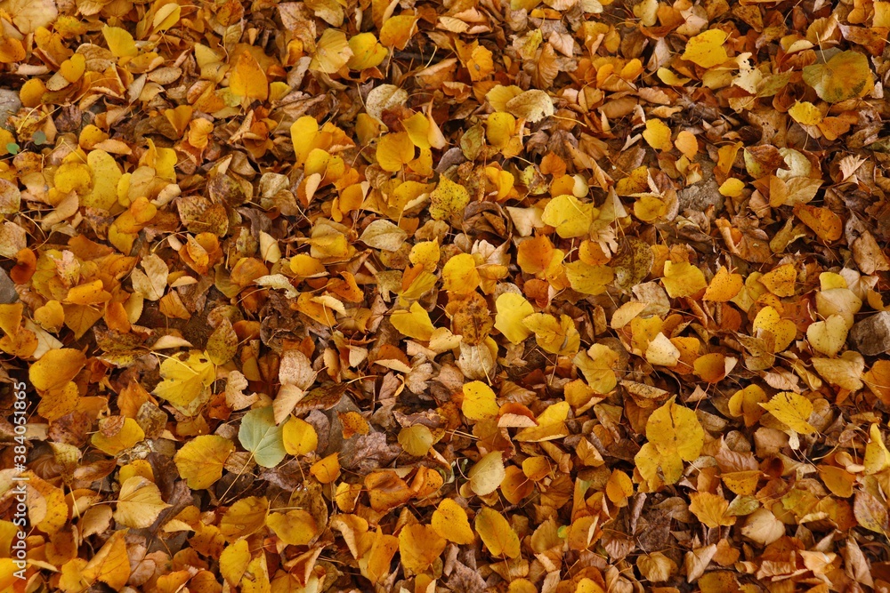 Ground covered with a solid carpet of fallen golden leaves Ground covered with a solid carpet of fallen golden leaves