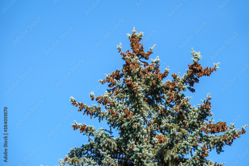 Spruce tree with a lot of cones against a blue sky. Spruce tree with a lot of cones against a blue sky.