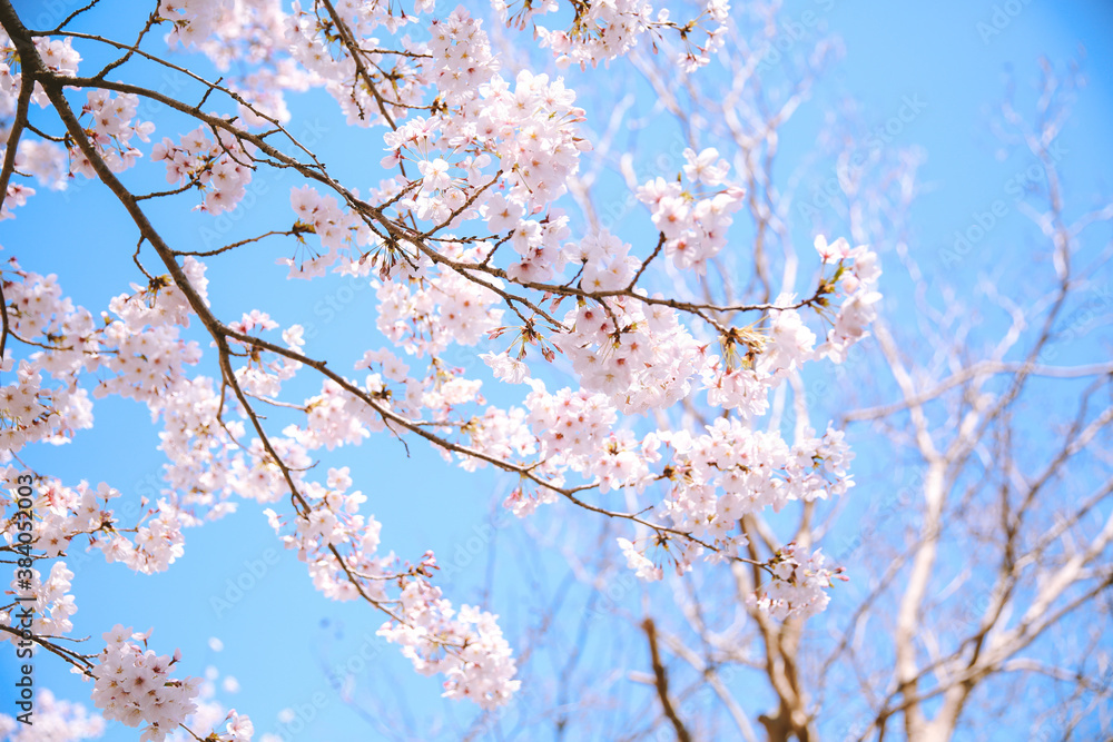 Cherry blossoms in spring, Kyoto, Japan Cherry blossoms in spring, Kyoto, Japan