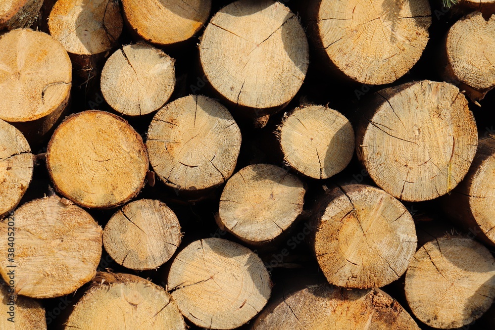 The texture of the ends of sawn pine logs The texture of the ends of sawn pine logs