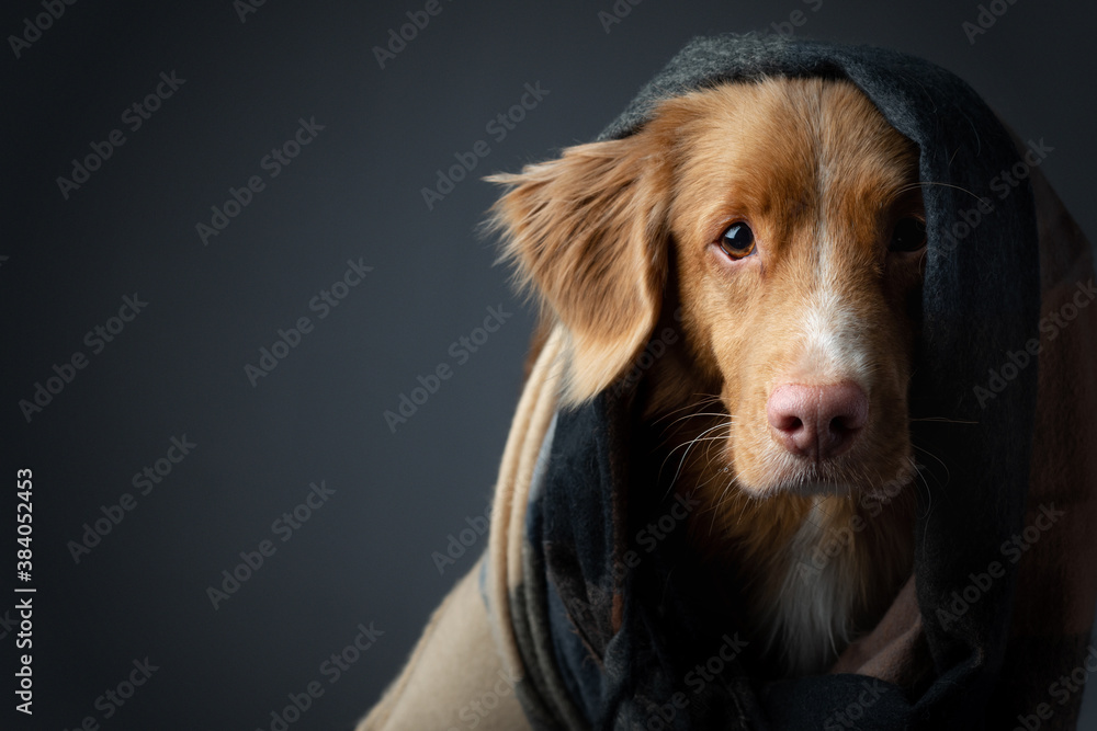 dog in a scarf. The pet hid.Nova Scotia Duck Tolling Retriever with Warm cloth