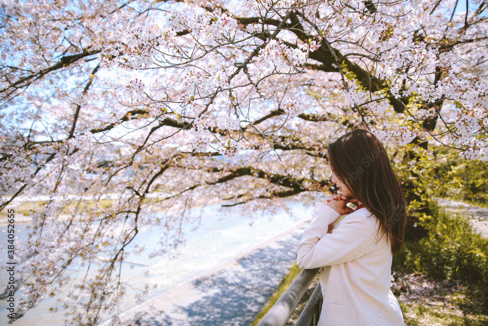 Girl and cherry blossoms in spring, Kyoto, Japan Girl and cherry blossoms in spring, Kyoto, Japan