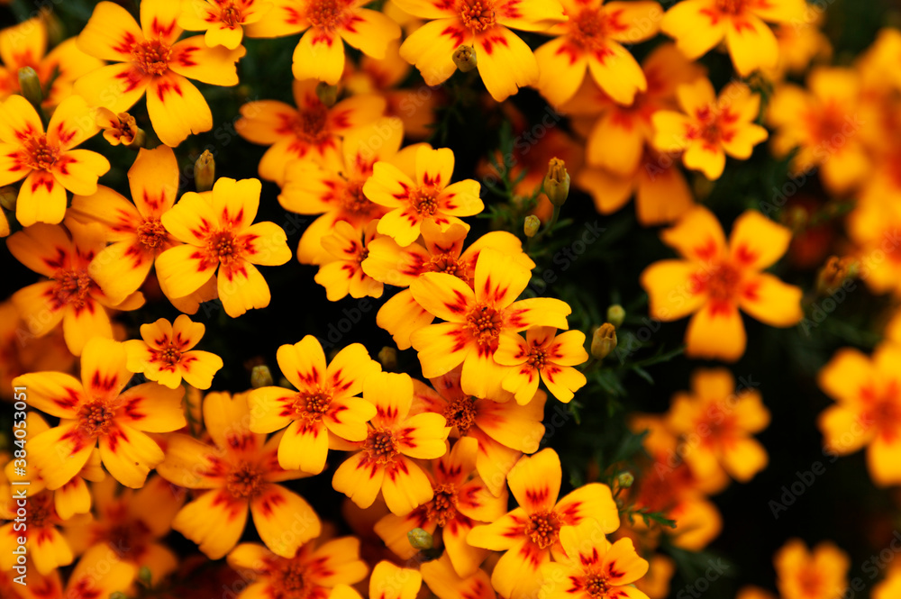 small yellow and orange flowers among green leaves