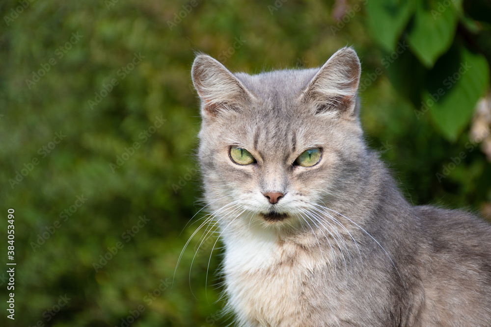 Striped grey British cat with green eyes on a green background: place for text, close-up