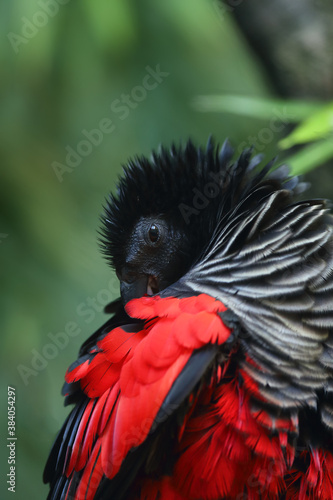 The Pesquet's parrot (Psittrichas fulgidus) also known as the Vulturine Parrot, portrait of a New Guinea parrot. New Guinea parrot with red wings. photo