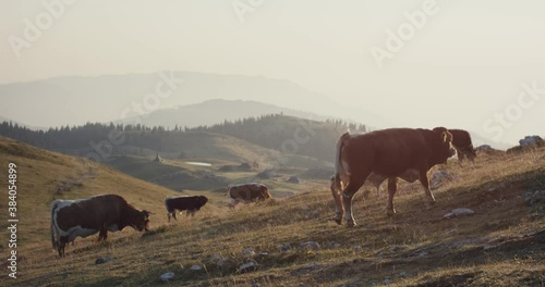 Wallpaper Mural Cow bull Cika cattle herd on pasture indigenous Slovenia Alps morning Torontodigital.ca