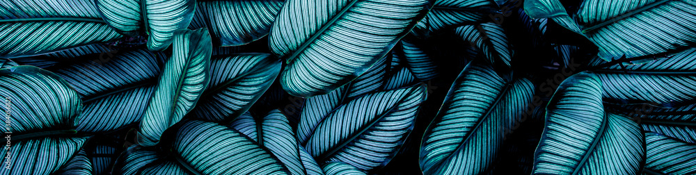 closeup nature view of green leaf and palms background. Flat lay, dark nature concept, tropical leaf closeup nature view of green leaf and palms background. Flat lay, dark nature concept, tropical leaf