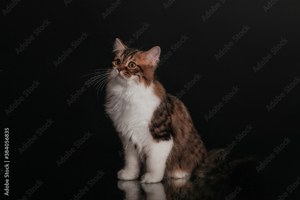 Obraz premium Scottish Highland Fold Cat Portrait portrait black background in the studio