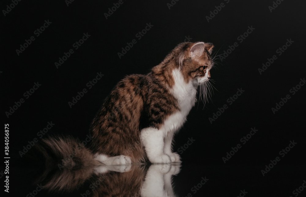 Obraz premium Scottish Highland Fold Cat Portrait portrait black background in the studio