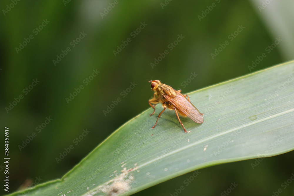 Scathopaga stercoraria insect. Brown fly insect on a green sorghum leaf Scathopaga stercoraria insect. Brown fly insect on a green sorghum leaf