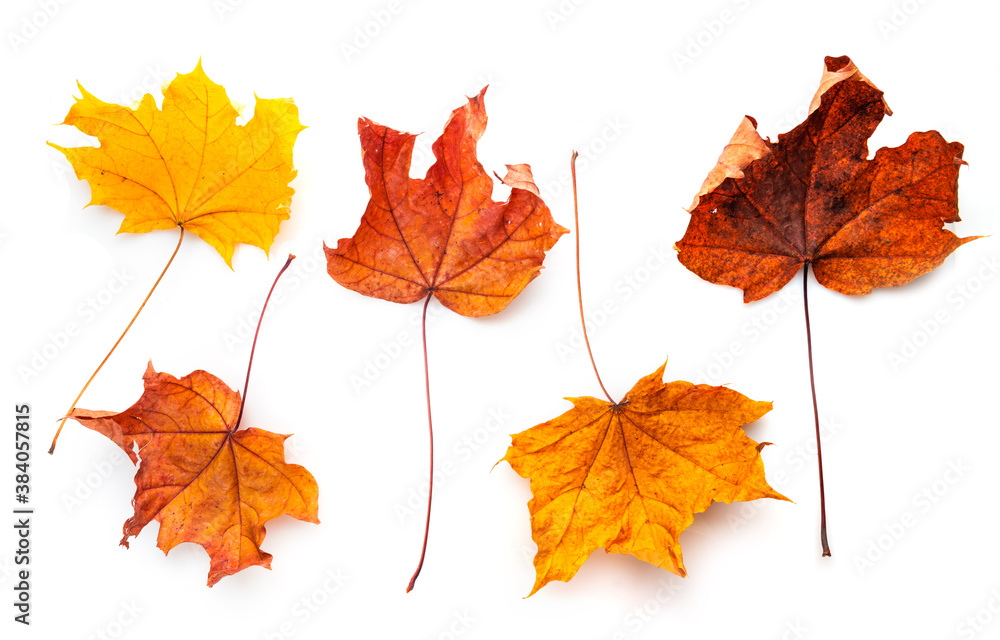 autumn maple red yellow leaves autumn maple red yellow leaves