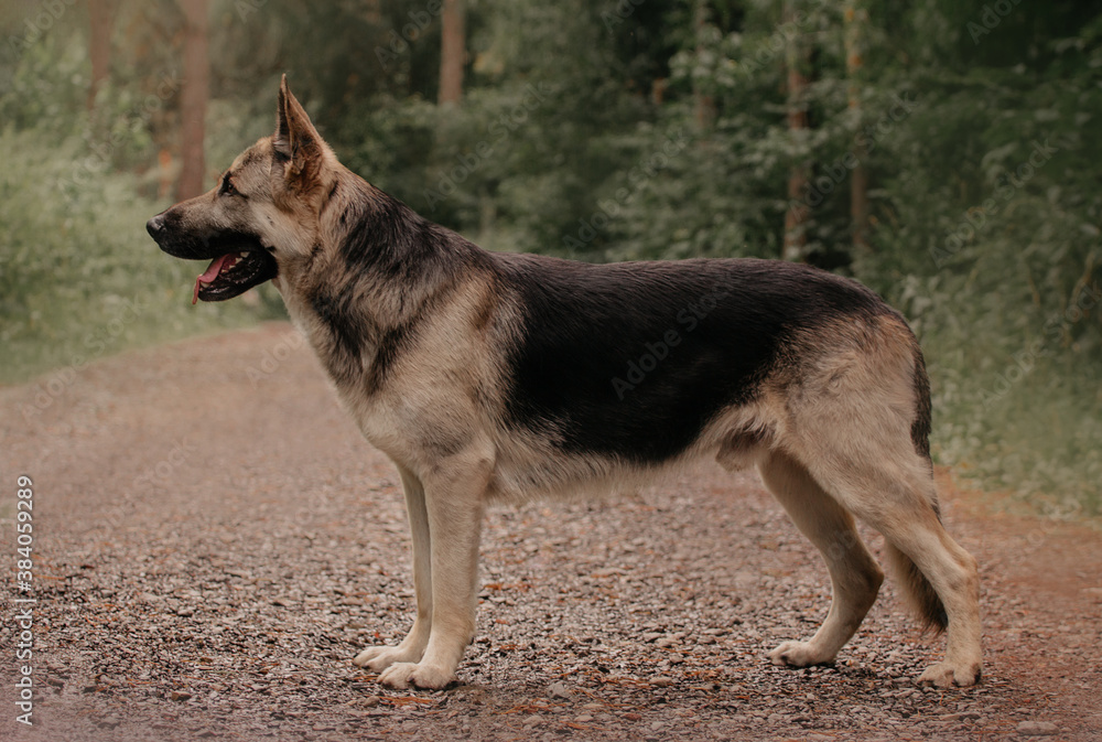 East European Shepherd dog show portrait stay in the forest East European Shepherd dog show portrait stay in the forest