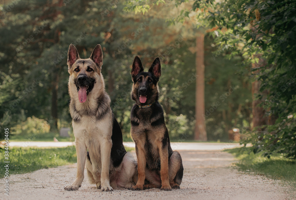 East European Shepherd two dog puppy portrait  sit in the forest
