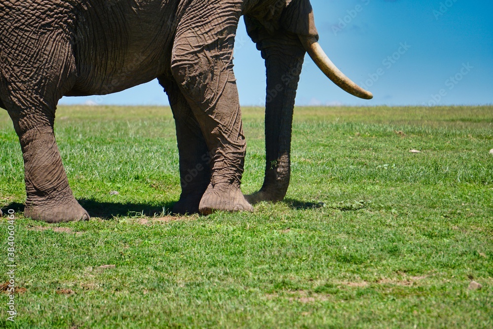 elephant in the grass elephant in the grass