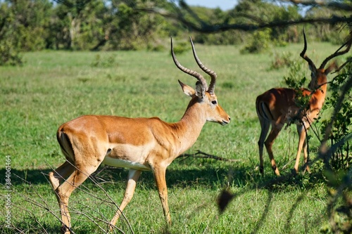 impala in the savannah