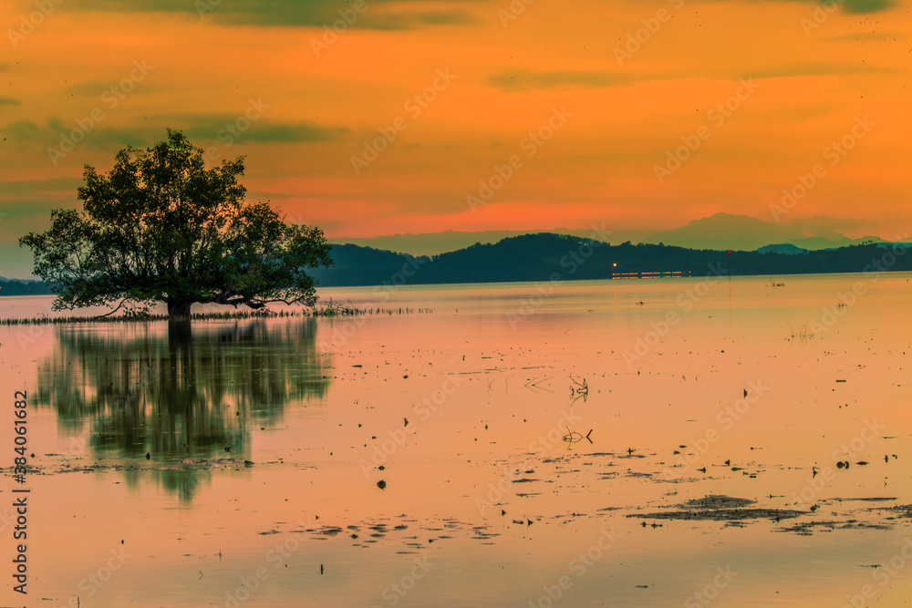 Natural background of morning light against trees or coastal mangrove forest, cool blurred wind, beauty according to the weather conditions during the day.