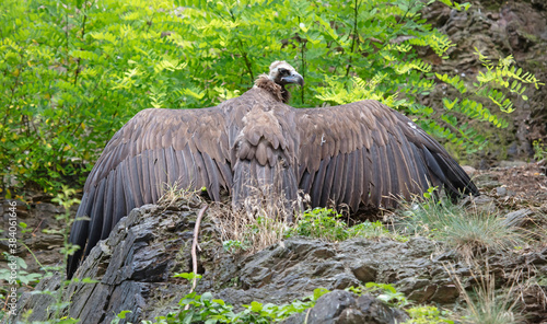 Brown vulture looking spreading it s wings