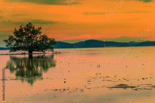 Natural background of morning light against trees or coastal mangrove forest, cool blurred wind, beauty according to the weather conditions during the day.