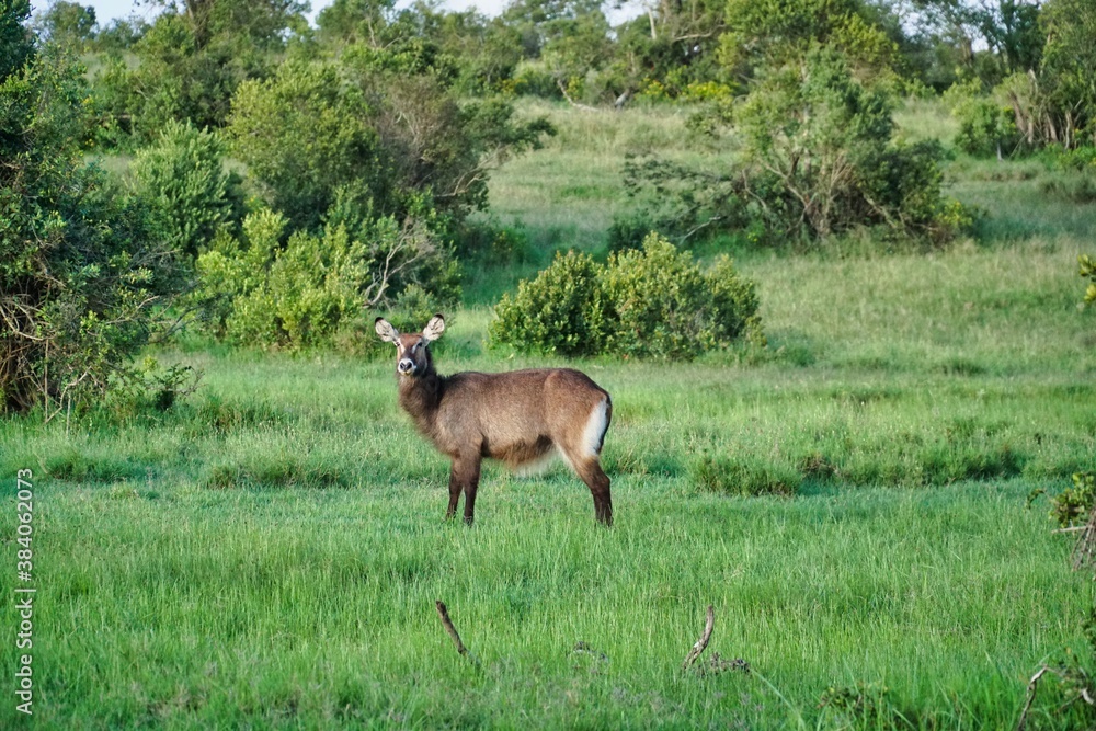 Fototapeta premium deer in the forest