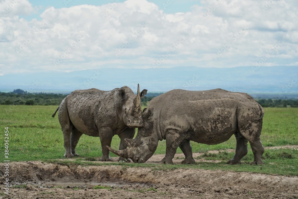 rhino in the savannah rhino in the savannah