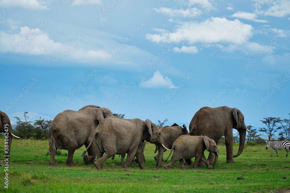 Fototapeta premium elephants in the savannah