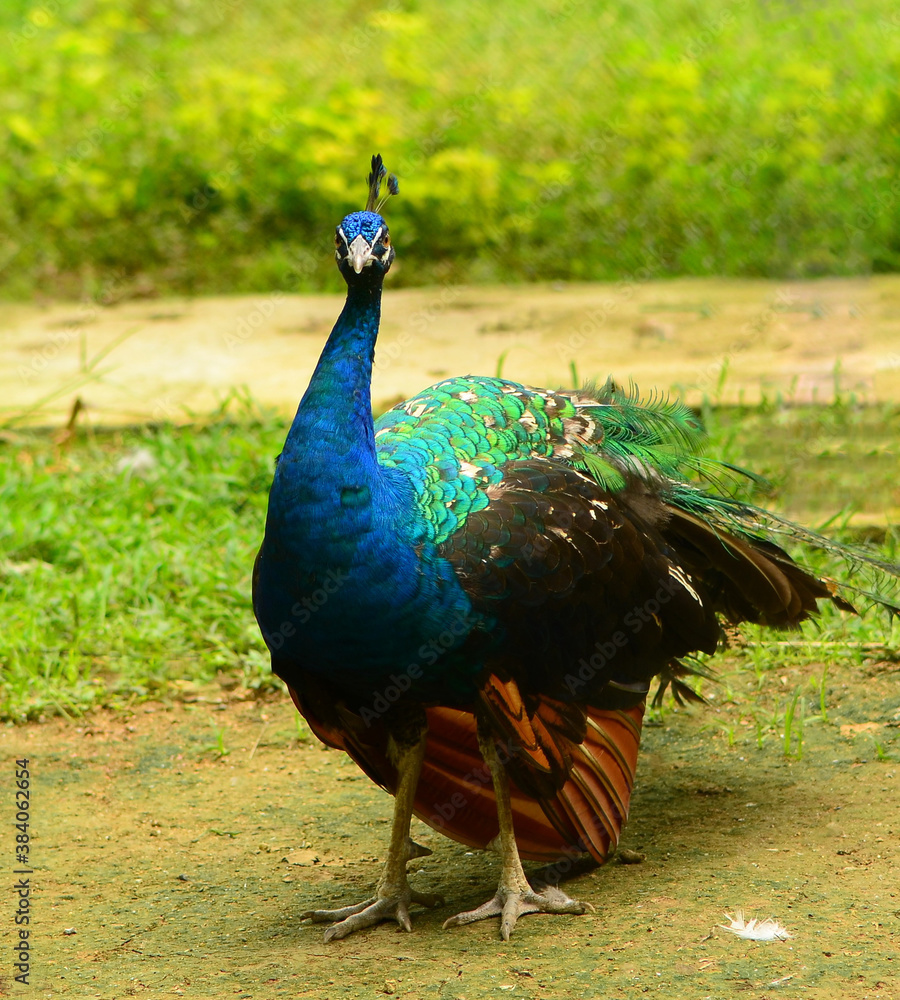 Fototapeta premium The peacock is a beautiful animal standing on the green grass in the forest.