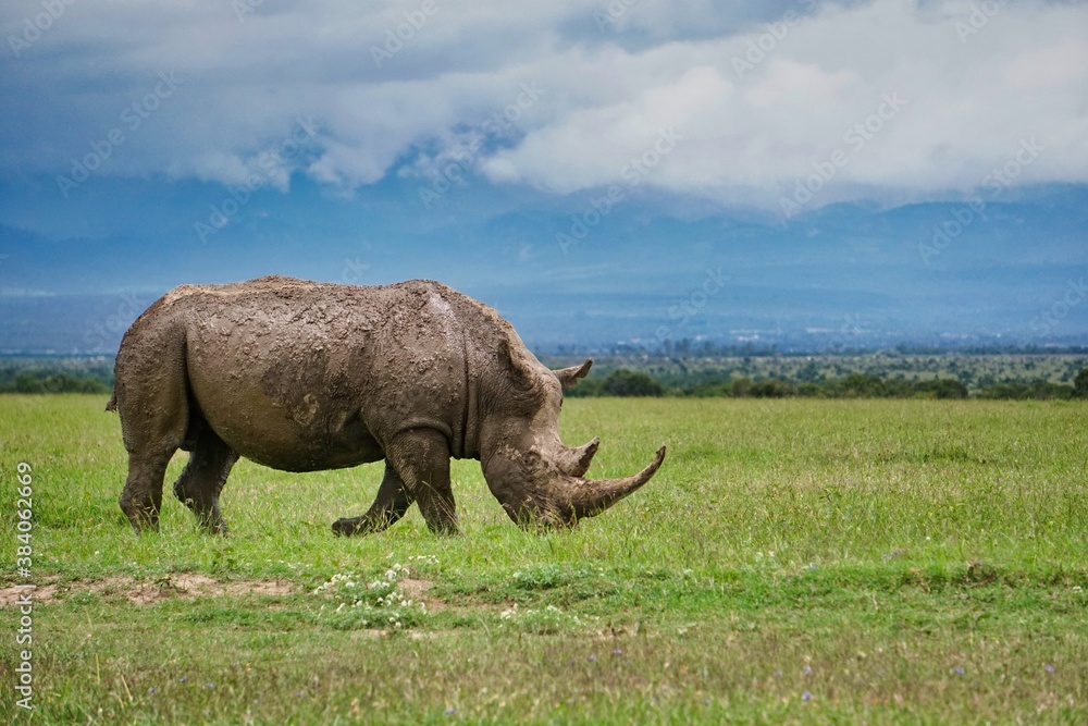 Obraz premium Rhino in the wild