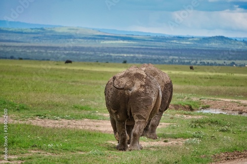 white rhino in the savanna